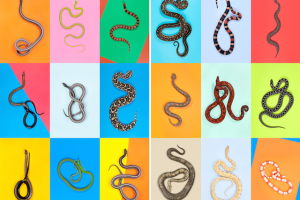 0-snakes