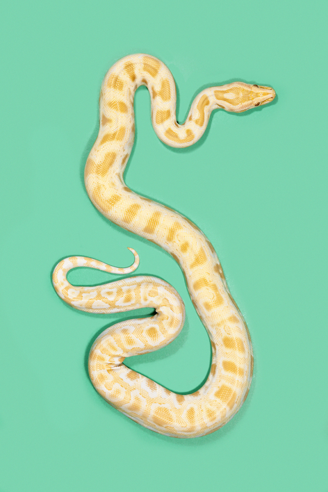 Albino-Burmese-Python-Python-bivittatus