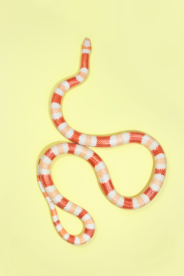 Albino-Nelsons-Milk-Snake-Lampropeltis-triangulum-nelsoni-