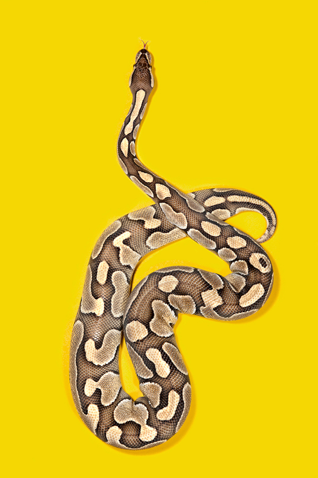 Ball-Python-Python-regis