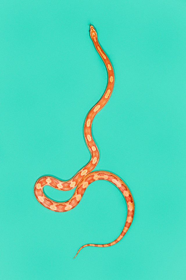 Corn-Snake-Sun-Glow-Pantherophis-guttatus