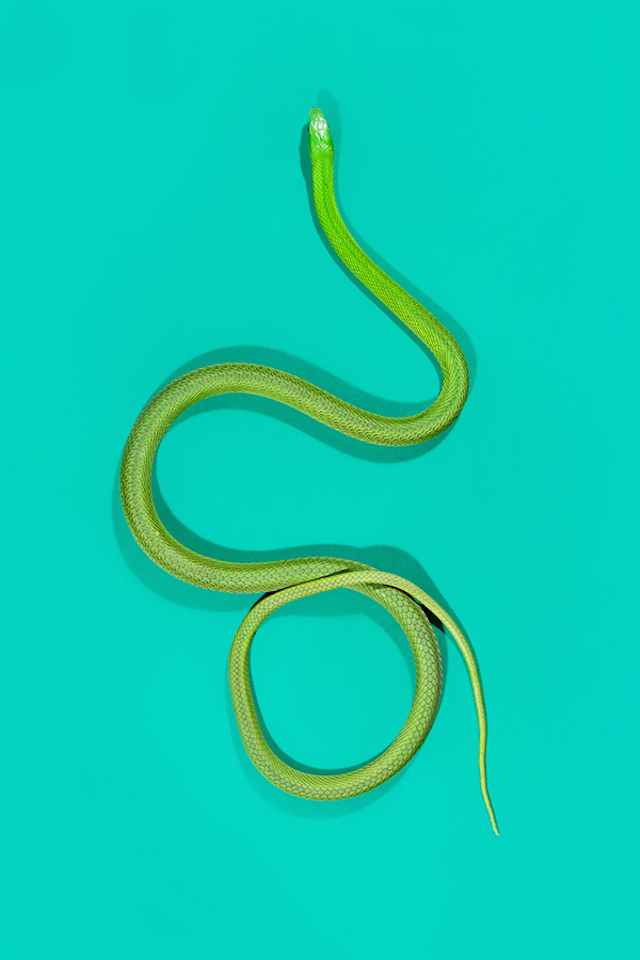 GreenMamba-Dendroaspis-angusticeps-2