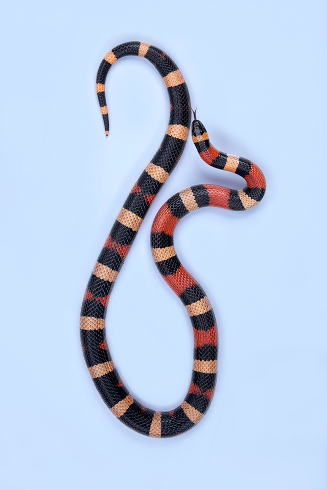 Puebian-Milk-Snake-Lampropeltis-triangulum-campbelli