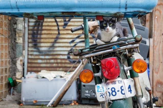 Neko-Land-Cats-in-Japan10-640x426