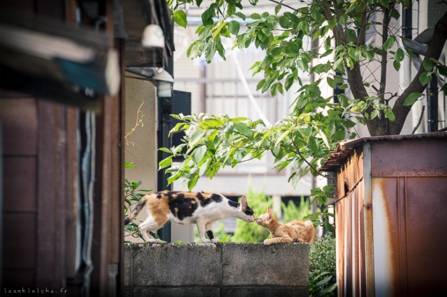 Neko-Land-Cats-in-Japan12-640x426