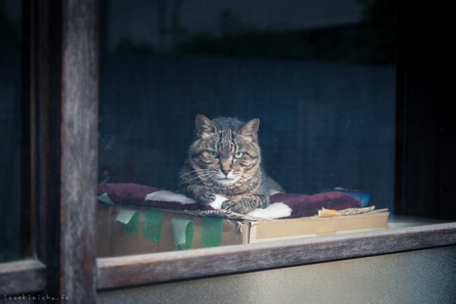 Neko-Land-Cats-in-Japan13-640x426