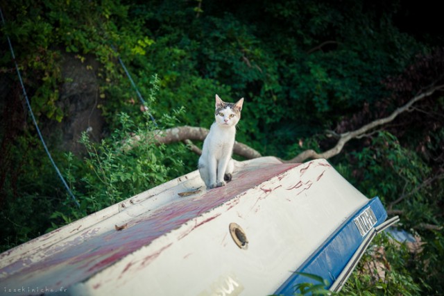 Neko-Land-Cats-in-Japan15-640x426