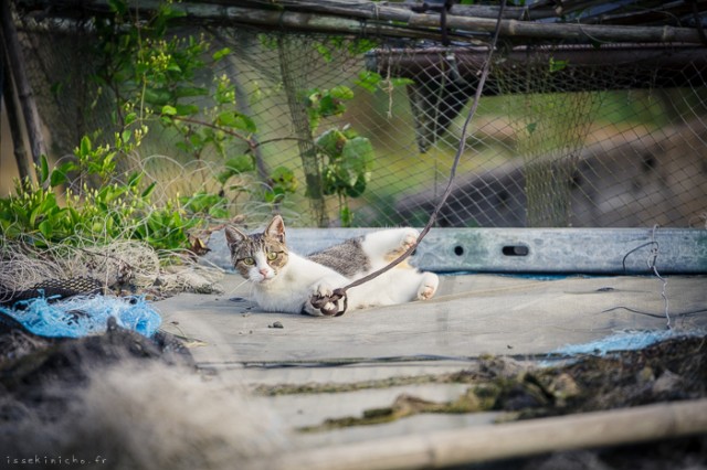 Neko-Land-Cats-in-Japan16-640x426