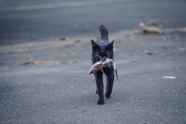 Neko-Land-Cats-in-Japan18-640x426