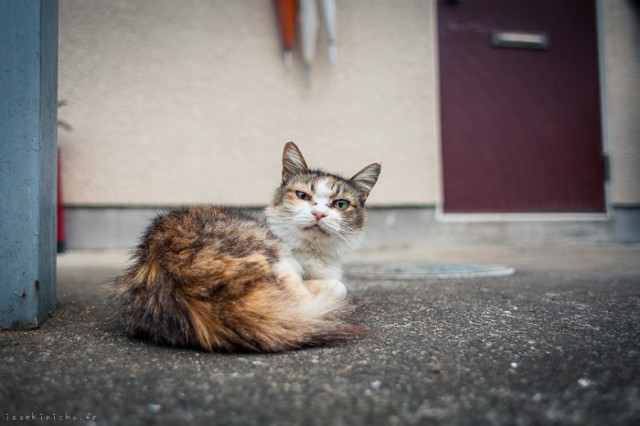 Neko-Land-Cats-in-Japan4-640x426