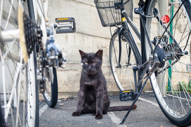 Neko-Land-Cats-in-Japan5-640x426