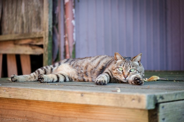 Neko-Land-Cats-in-Japan7-640x426