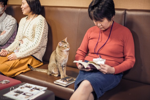 Neko-Land-Cats-in-Japan8-640x426