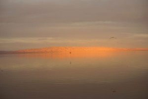 Salton-Sea-Wildlife-USA-Spanky-few