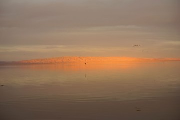 Salton-Sea-Wildlife-USA-Spanky-few