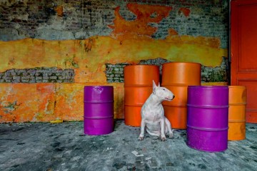 Alice-van-Kempen-urbex-chien-spanky-few