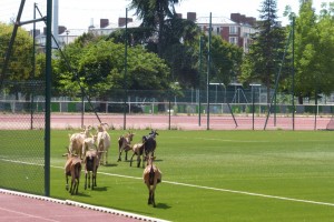 gilles-amar-chevres-bagnolet-spanky-few