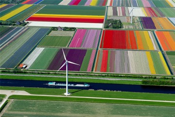 Photos-aériennes-champs-tulipes-Normann-Szkop