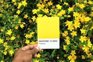 Paul-Octavious-pantone-11-545x545